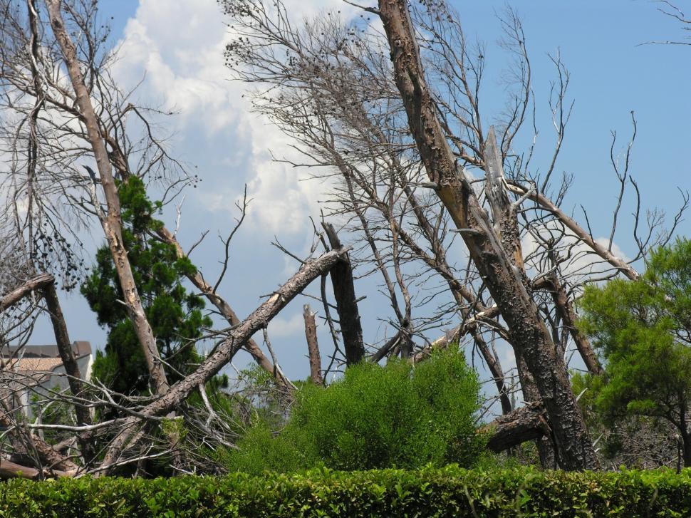 Free Image of After two hurricanes 