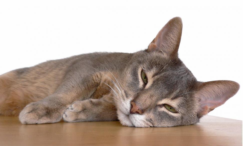 Free Image of A Cat Sleeping on a Wooden Table 