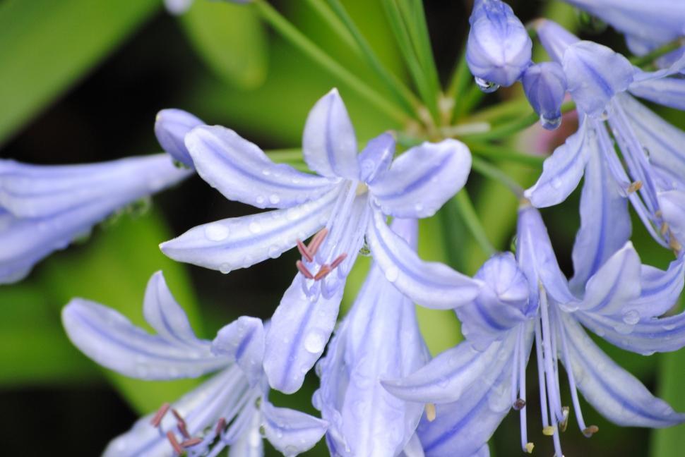 Free Image of Close Up of Blue Flowers 