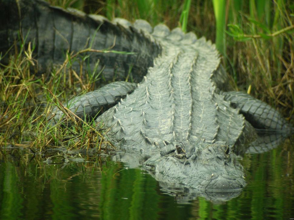 Free Image of Large Alligator Laying in Water 