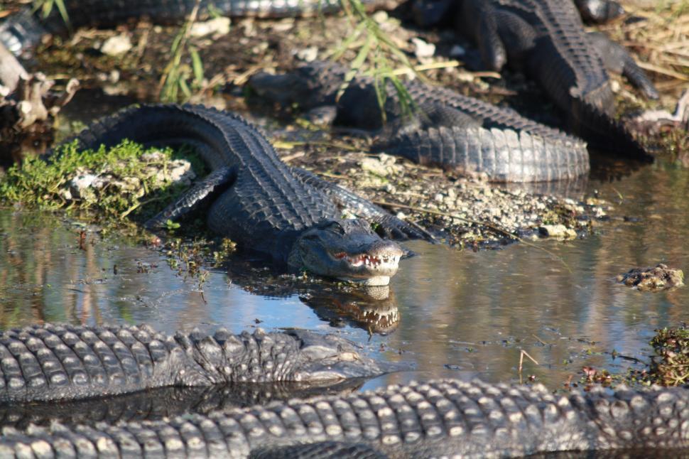 Free Image of Group of Alligators Swimming in Water 