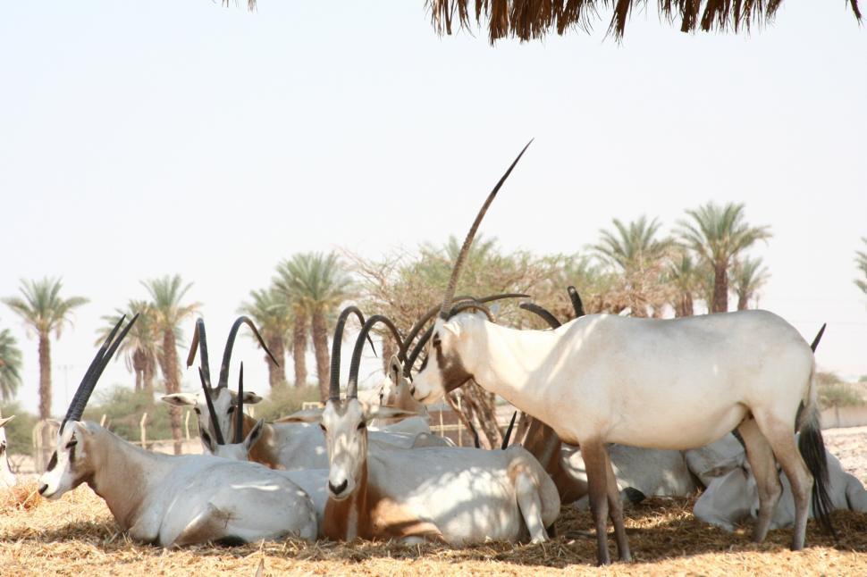 Free Image of Group of Animals Standing on Dry Grass Field 