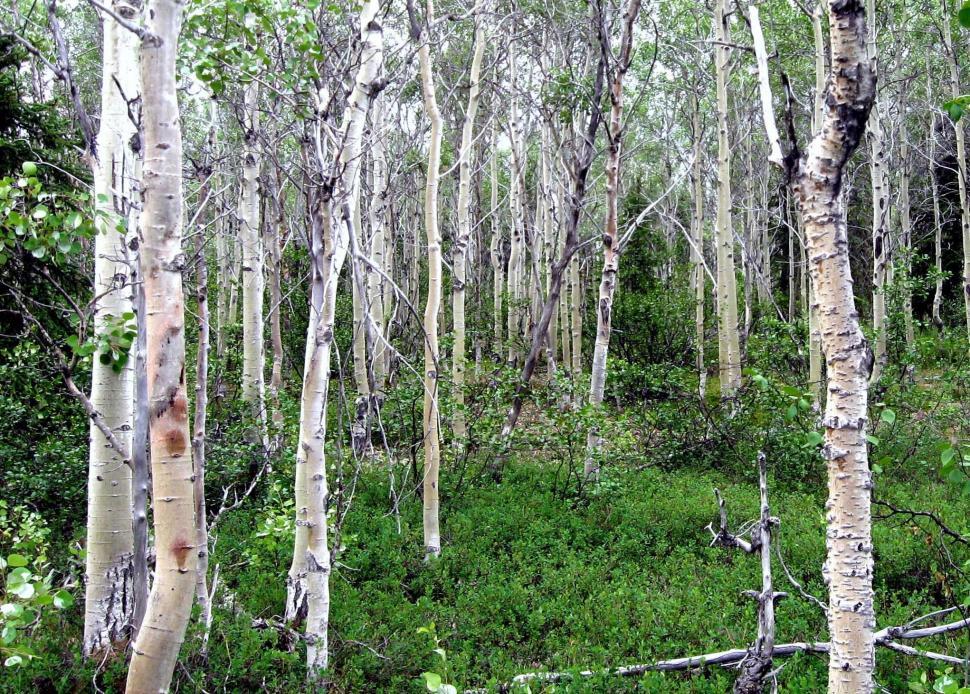 Free Image of Towering Trees in Dense Forest 