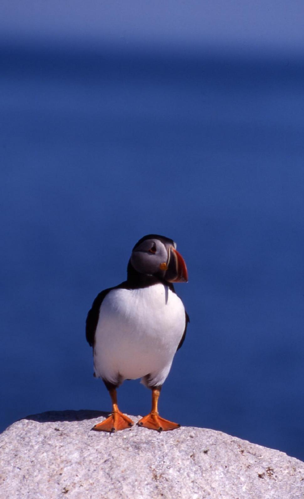 Free Image of Bird Perched on Rock by Ocean 