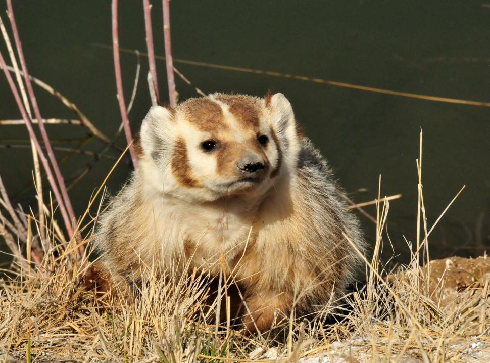 Free Image of Brown and White Animal Sitting on Dry Grass 