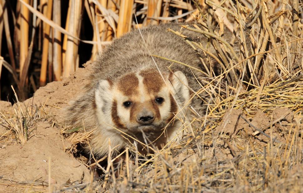 Free Stock Photo of canine hyena big cat feline mammal | Download Free ...