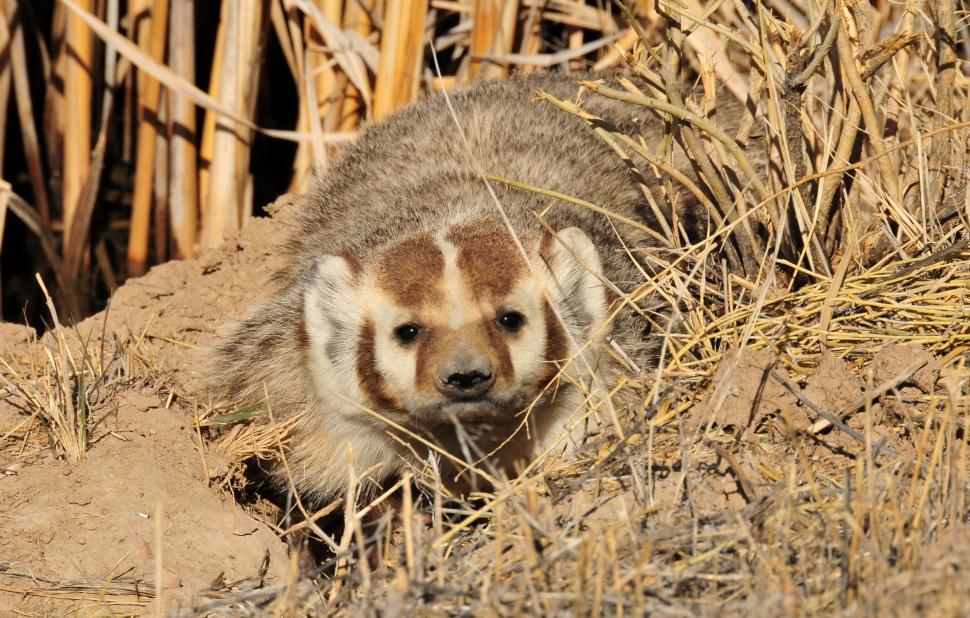 Free Image of Striped Hyena Camouflaged in Dry Grass 