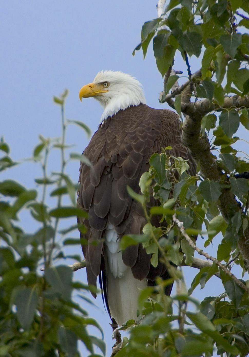 Free Image of Bald Eagle Perched on Tree Branch 