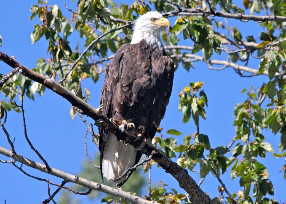 Free Image of Bald Eagle Perched on Tree Branch 