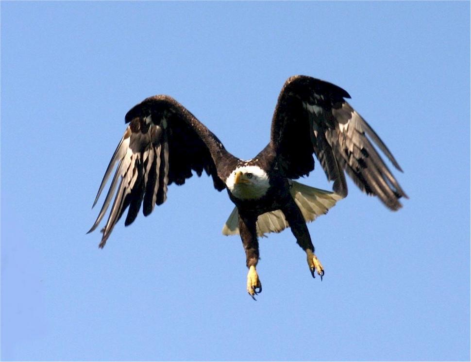 Free Image of Majestic Bird Soaring Through Blue Sky 