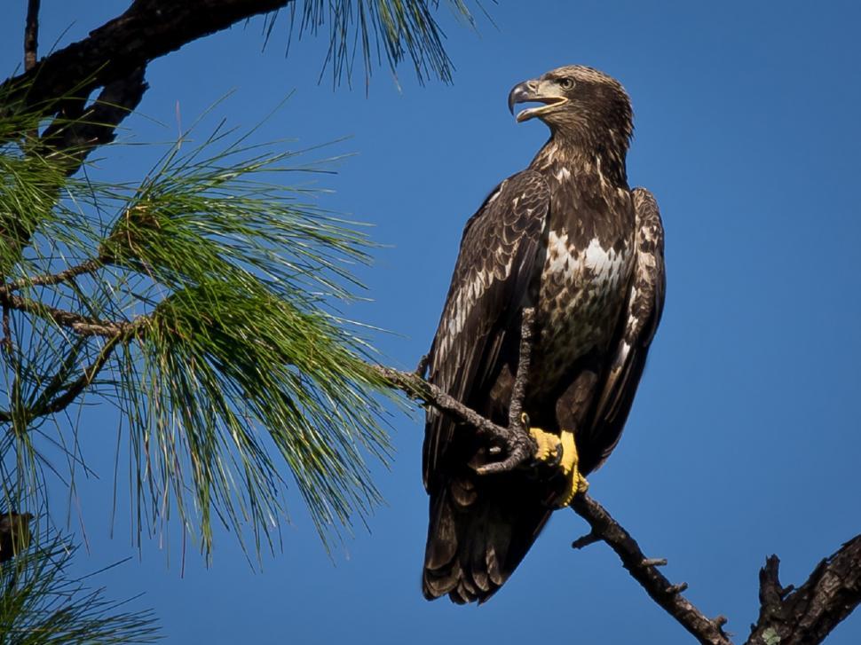Free Image of Large Bird Perched on Top of Tree Branch 