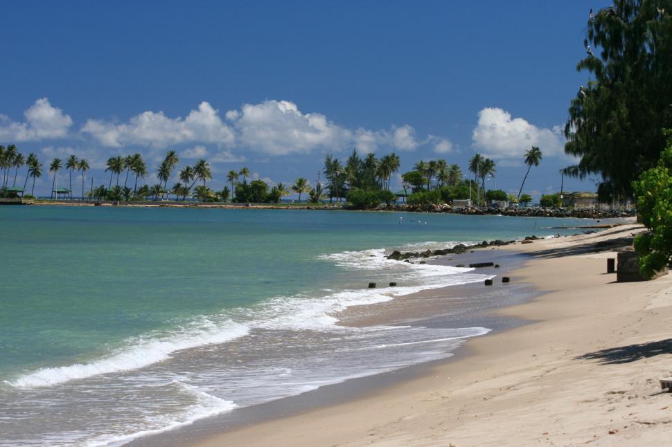 Free Image of Sandy Beach by the Ocean With Palm Trees 
