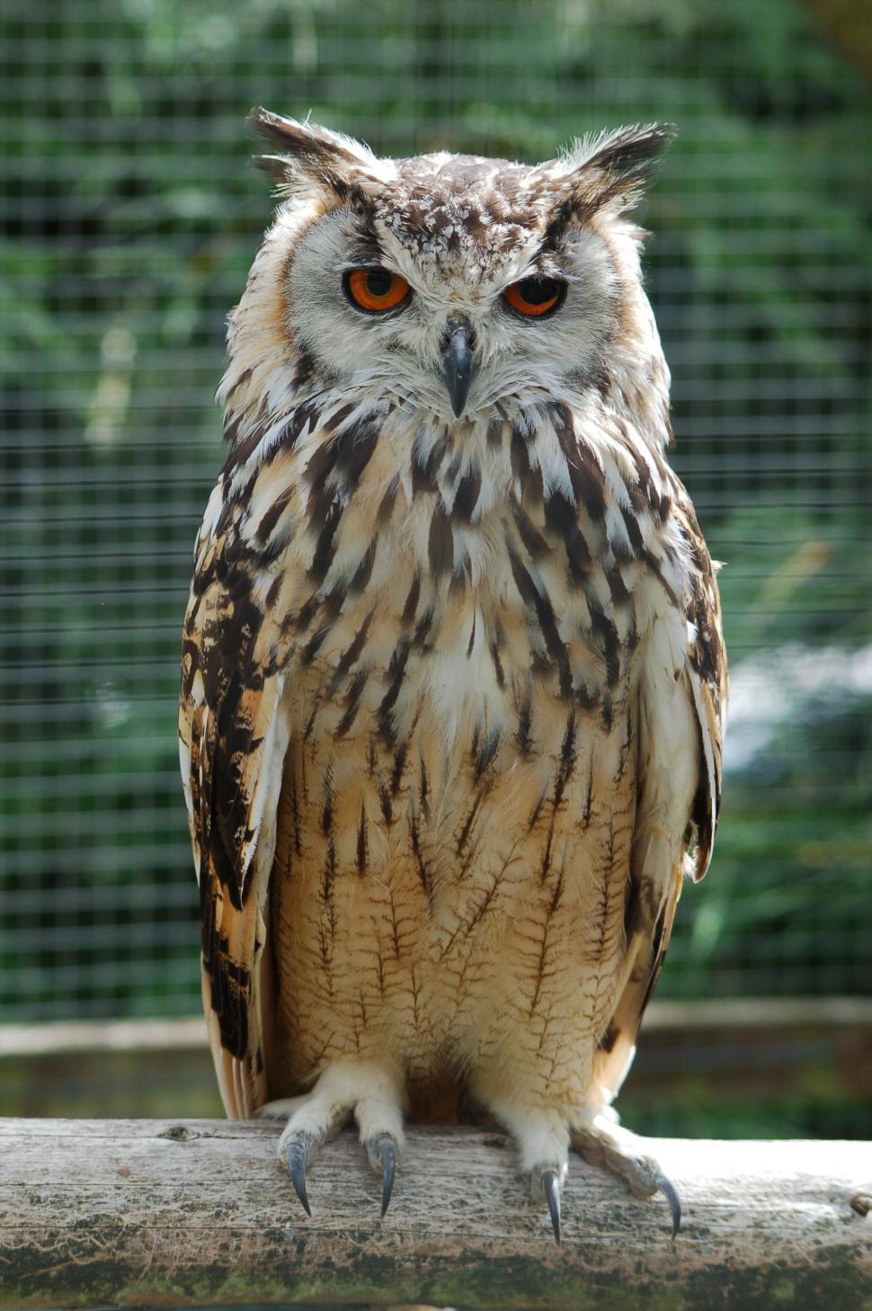 Free Image of Owl Perched on Tree Branch 