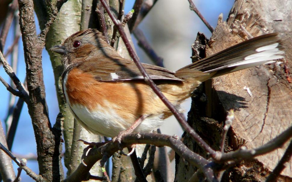 Free Image of Small Bird Perched on Top of a Tree Branch 