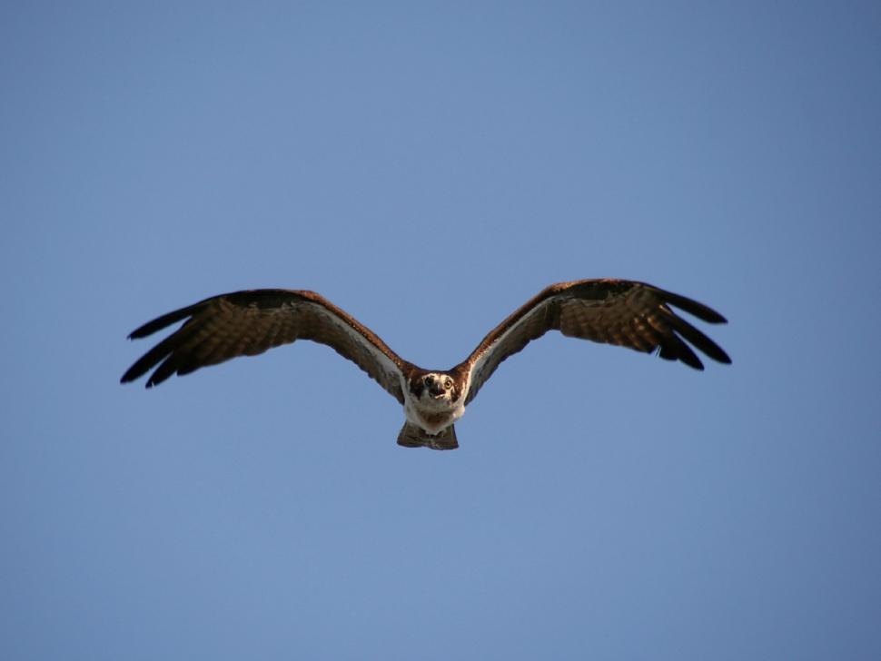 Free Image of Majestic Bird Soaring Through Blue Sky 