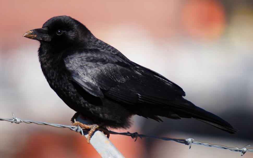 Free Image of Black Bird Perched on Top of Barbed Wire 