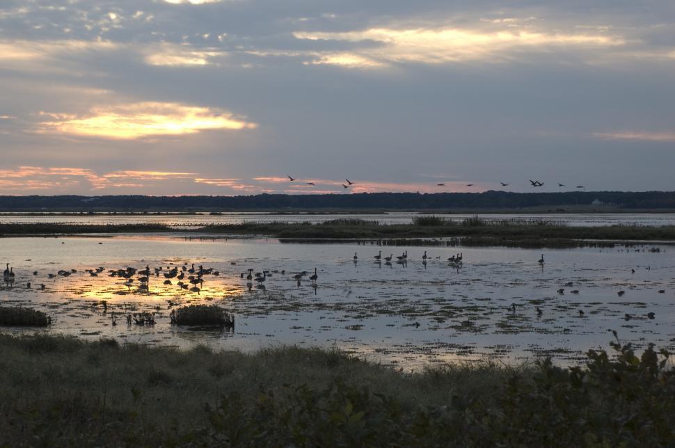 Free Image of A Flock of Birds Flying Over a Body of Water 