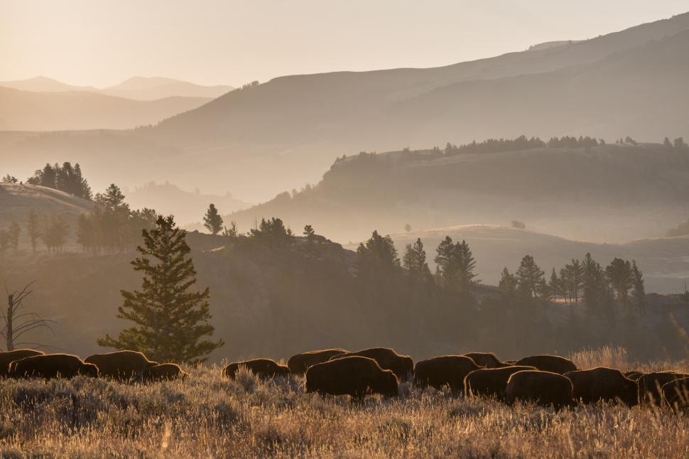 Free Image of Grazing Herd of Animals on Lush Green Hillside 