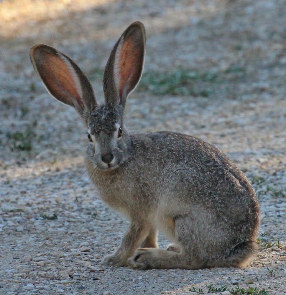 Free Stock Photo of Rabbit Sitting in Dirt | Download Free Images and ...