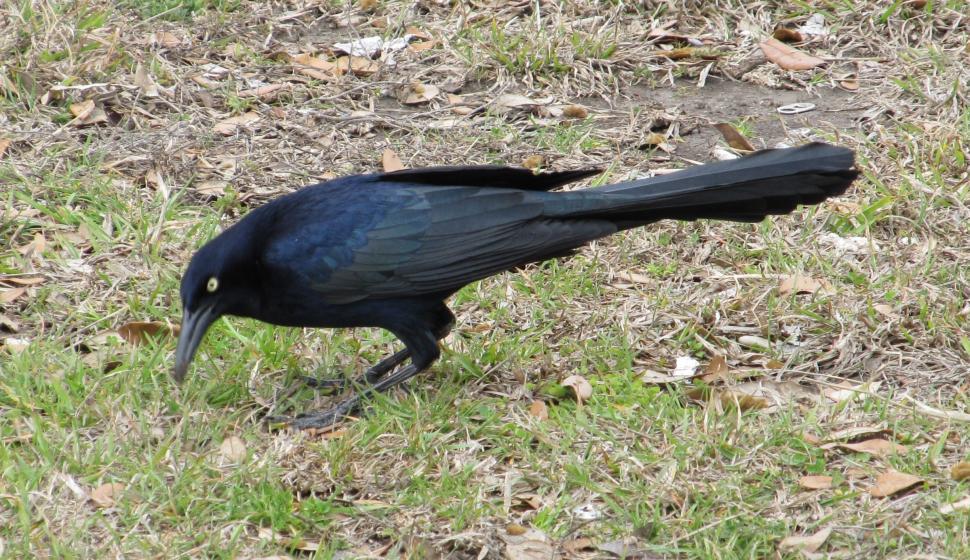 Free Image of Black Bird Standing on Top of Grass Covered Field 