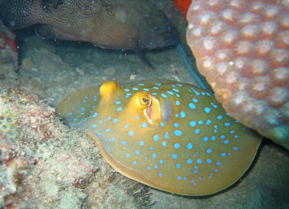 Free Image of Blue and Yellow Fish on Sandy Ocean Floor 