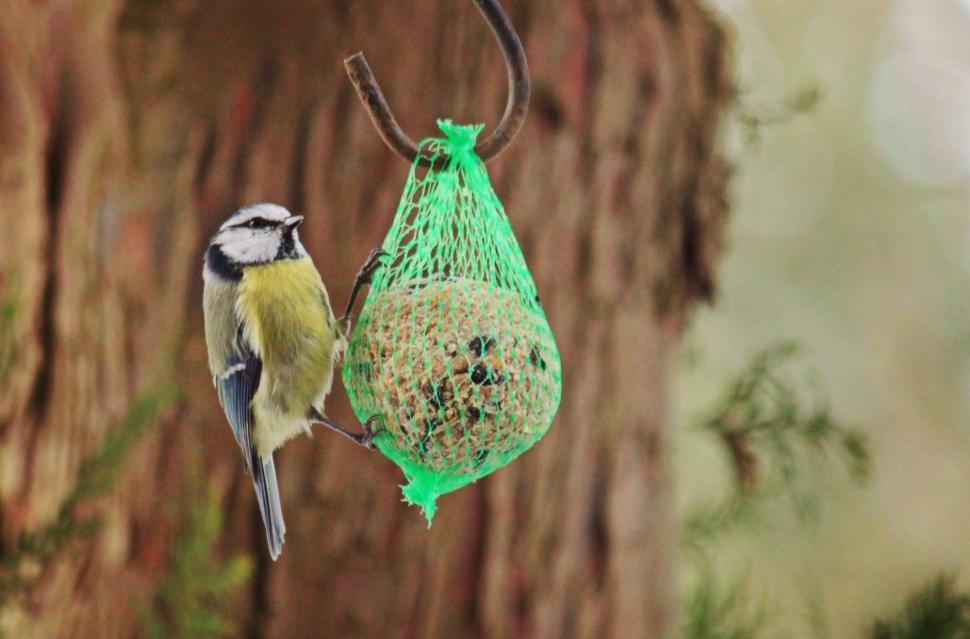 Free Stock Photo of Bird Hanging From Bird Feeder | Download Free ...