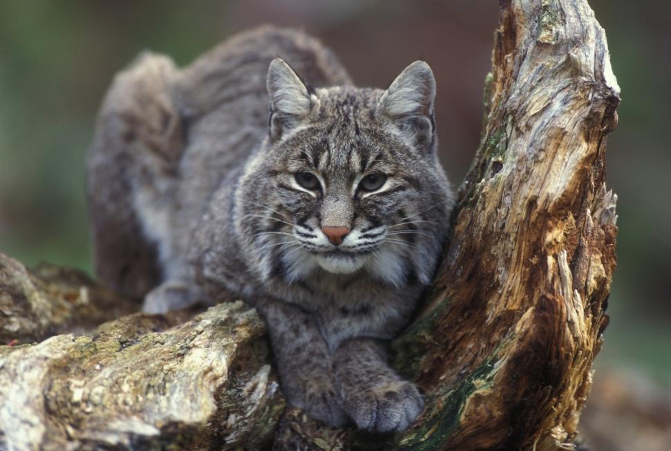 gray-cat-sitting-on-top-of-a-tree-branch.jpg