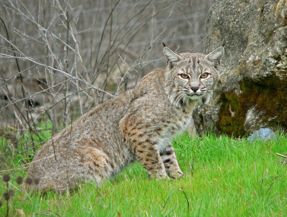 Free Image of Cat Sitting in Grass Next to Rock 