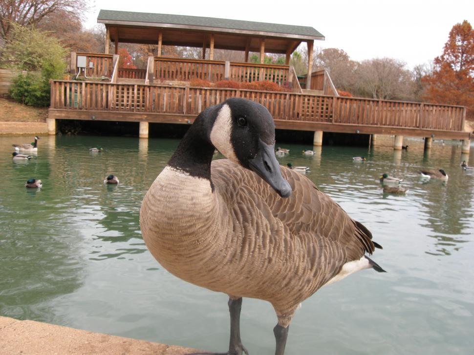 How To Say Silly Goose In Asl