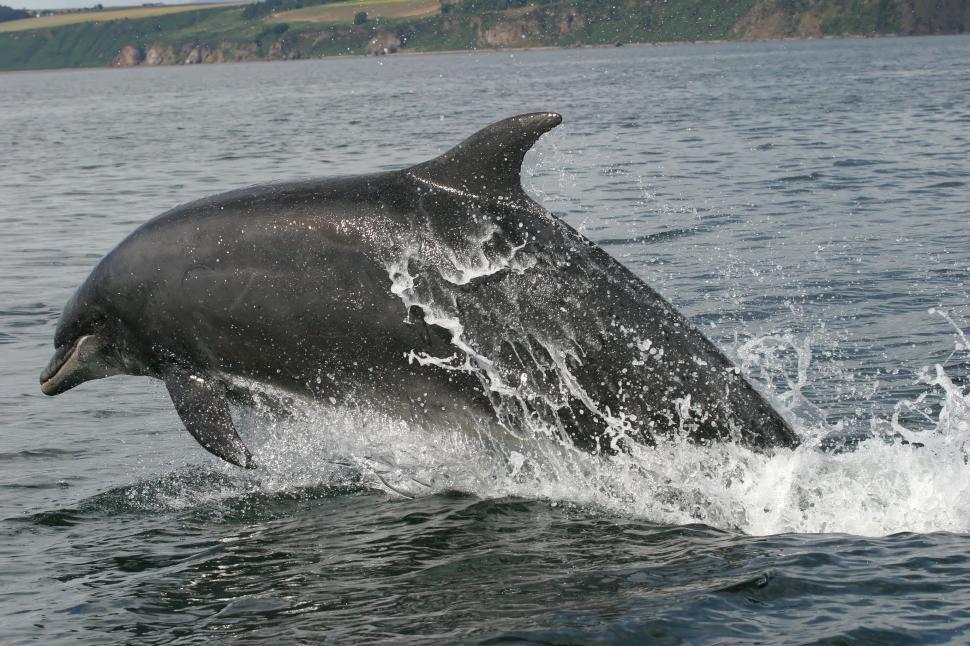 Free Image of Dolphin Jumping Out of Water 