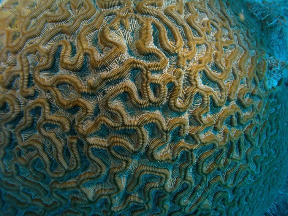 Free Image of Close Up of a Sea Urchin on Coral 
