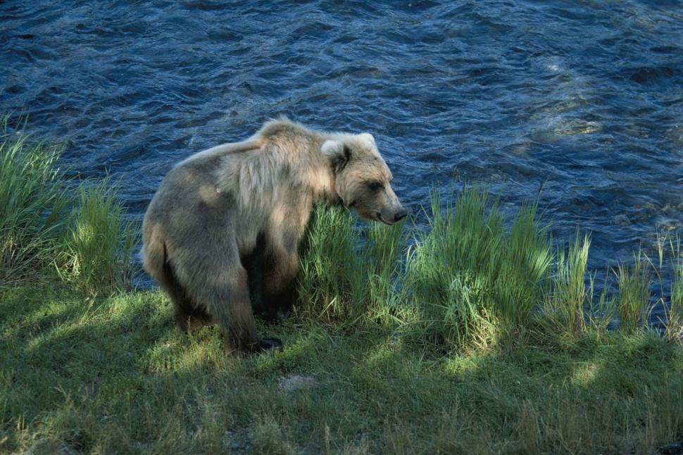 Free Image of Brown Bear Standing on Top of Grass Covered Hillside 
