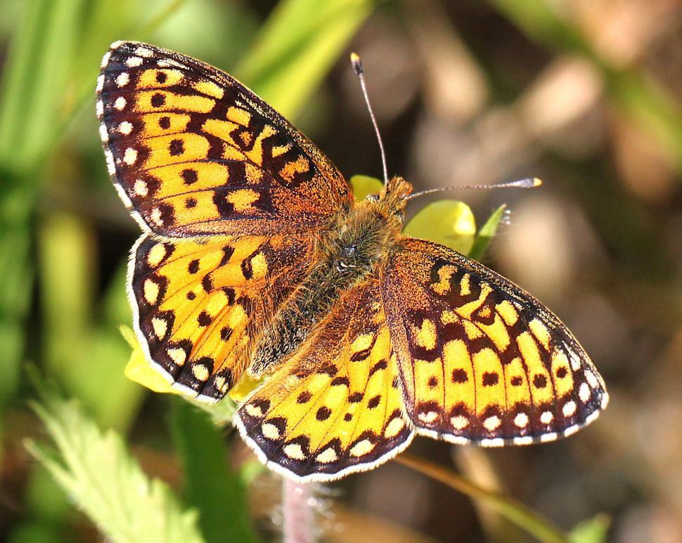 Free Image of Butterfly Perched on Flower Petal 