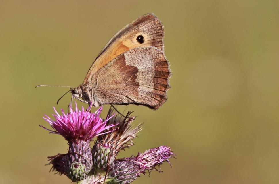 Free Image of Brown and White Butterfly on Purple Flower 