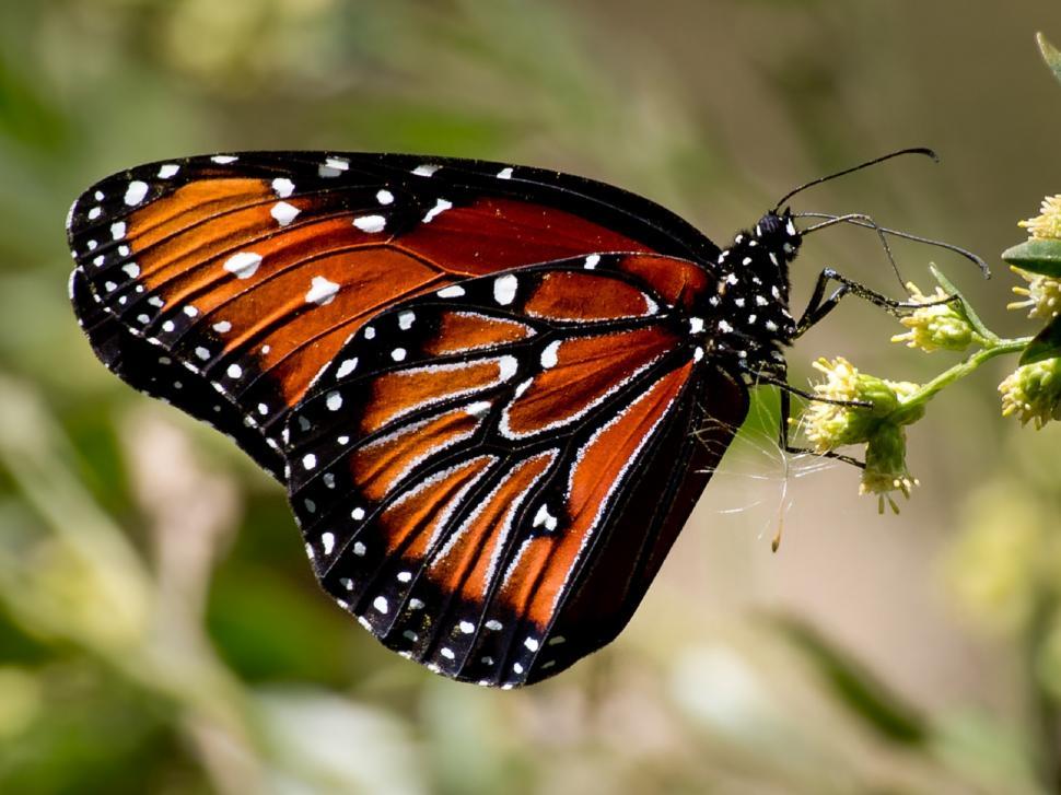 Free Image of Butterfly Perched on Flower Petal 