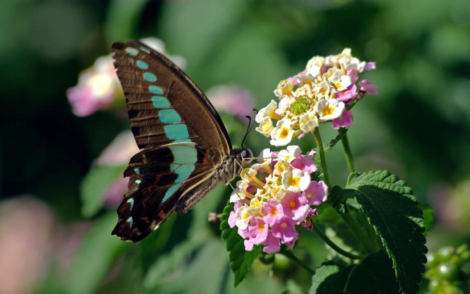 https://freerangestock.com/sample/90622/butterfly-resting-on-top-of-a-pink-flower.jpg