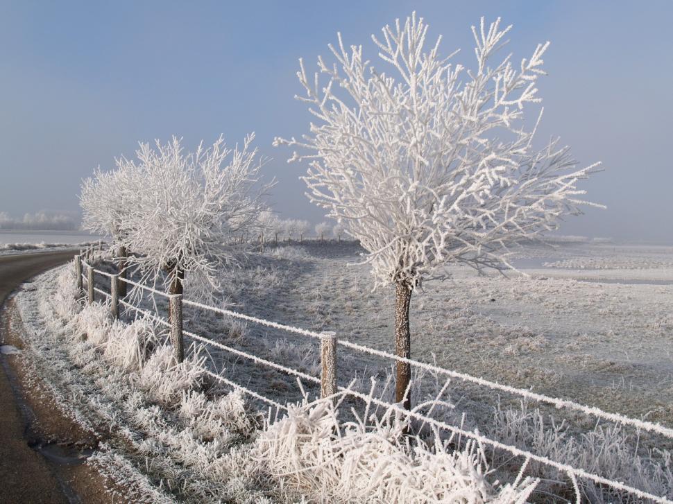 Free Image of Snow Covered Trees in Black and White 