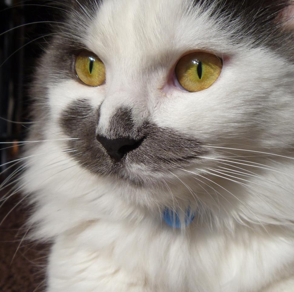 Free Image of Close Up of a Cat With Yellow Eyes 