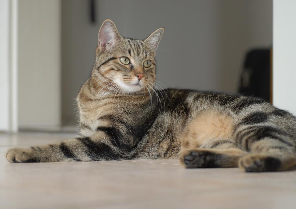 Free Image of Cat Laying on Floor in Front of Door 
