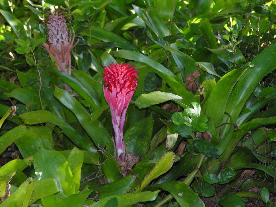Free Image of Pink Flower 