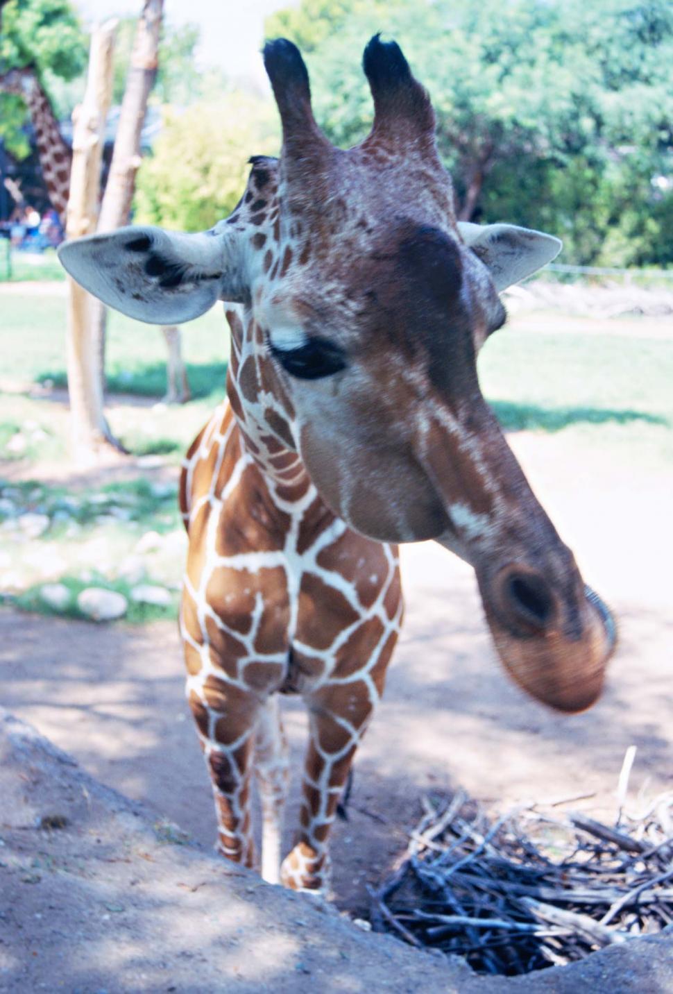 Free Stock Photo of Big Giraffe Head | Download Free Images and Free ...