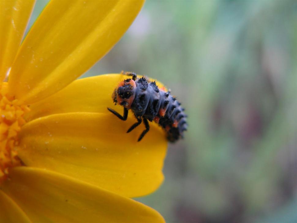 Free Image of flower with bug 