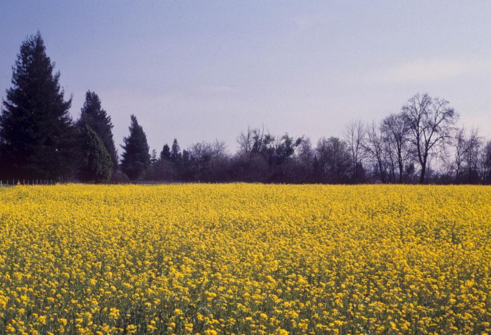Free Image of meadow with wildflowers 