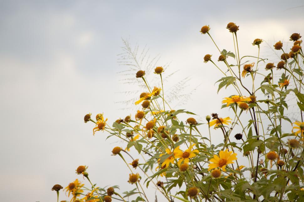 Free Image of Cluster of Yellow Flowers in a Field 