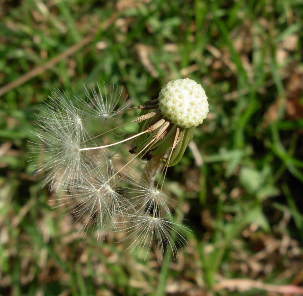 Free Image of Dandelion 