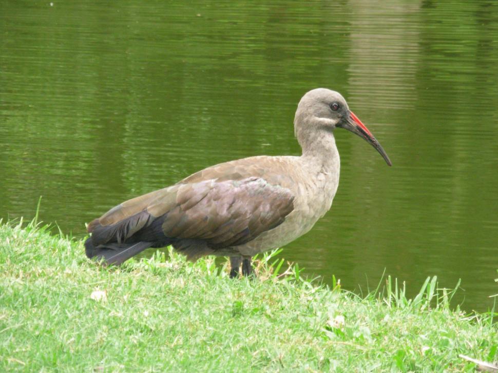 Free Image of Hadeda 