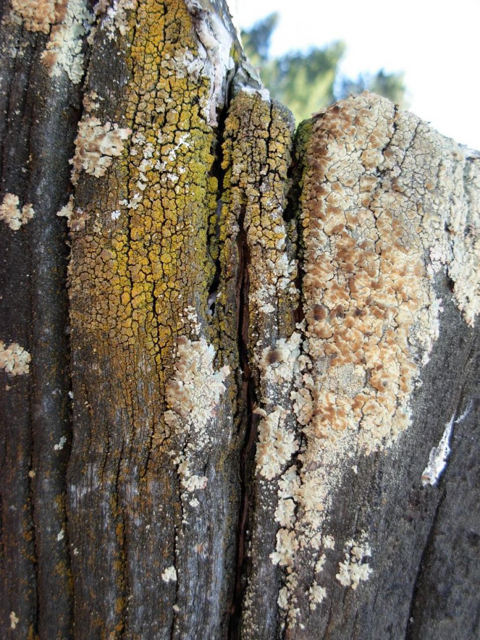 Free Image of Moss 