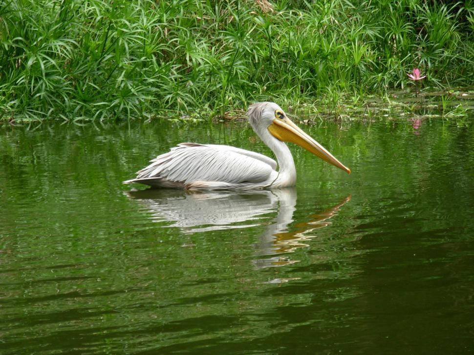 Free Image of Pelican 