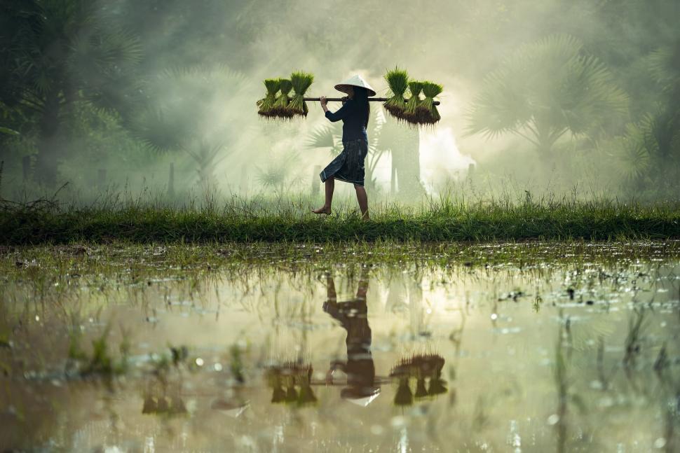 Free Image of Person Holding Bunch of Plants Over Their Head 