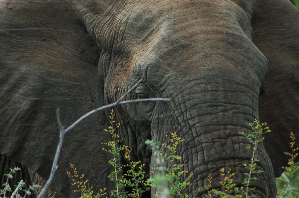 Free Image of Lazy eye the Elephant Bull 